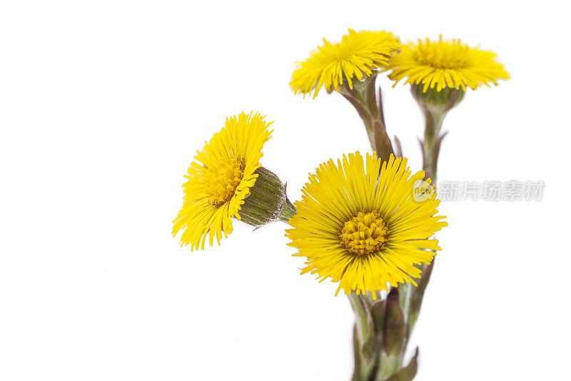 Tussilago farfara(钶钽钽)